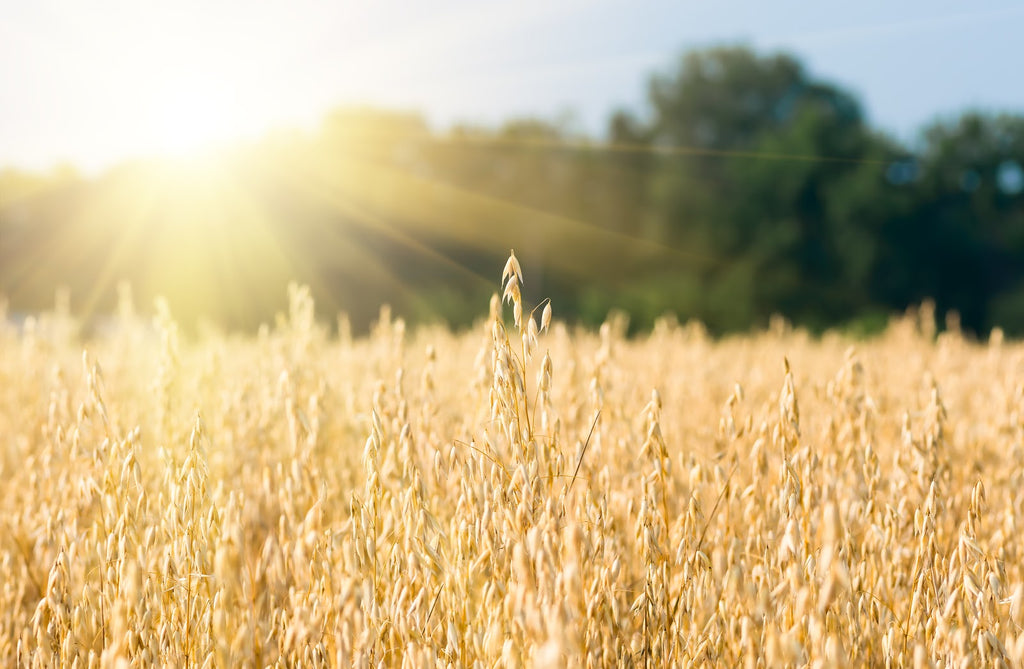 Health Benefits of Oats
